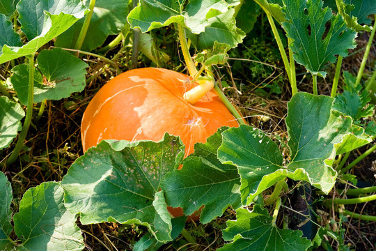 在田野里種植南瓜