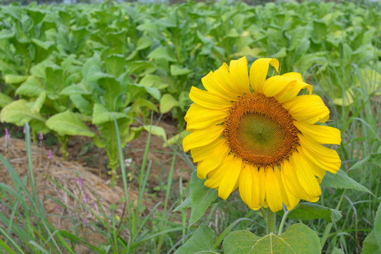 太陽花