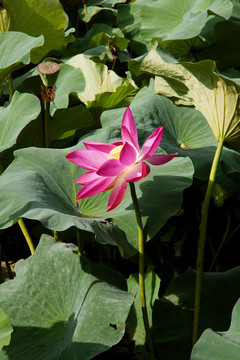 蘭花