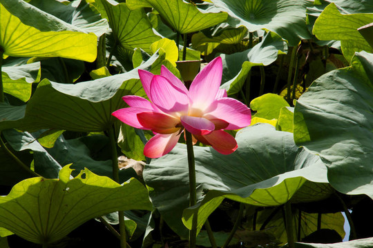 蘭花