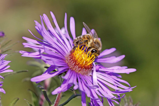 蜜蜂（蜜蜂）的ASTER