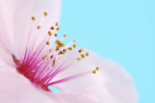 梅花