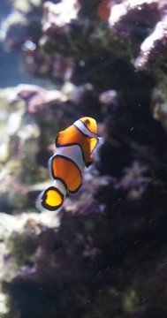 虛偽的小丑魚(yú)-小丑魚(yú)