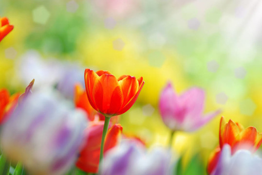 郁金香花園