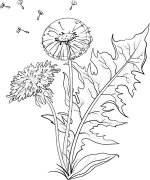 花與葉蒲公英；輪廓