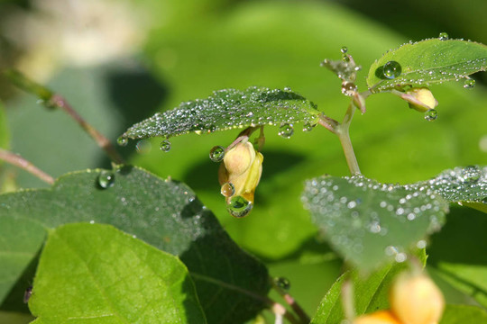 不要碰我的Orange Jewelweed