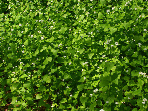 大蒜芥（Alliaria petiolata）