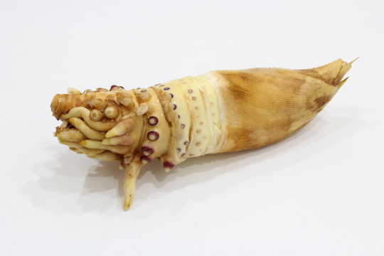 冬筍 筍根