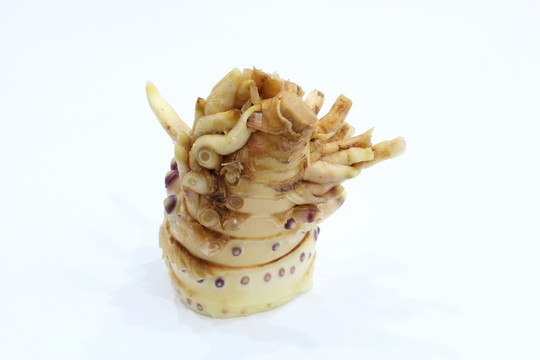 冬筍根 筍根