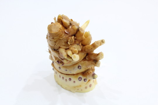 冬筍根 筍根
