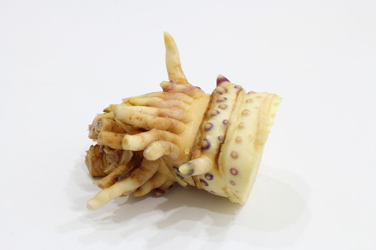冬筍根 筍根