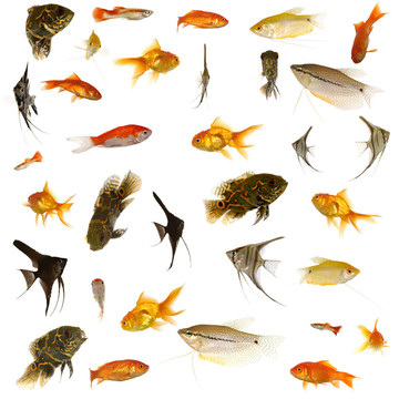 集魚。5000 x 5000像素。
