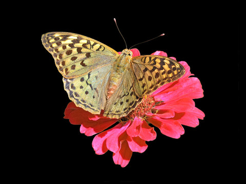 蝴蝶花