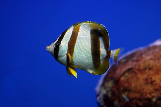 熱帶魚