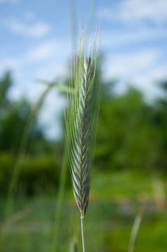 小穗黑麥