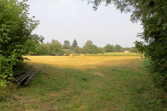 鄉(xiāng)村景觀與疊村中的小麥在黃昏光