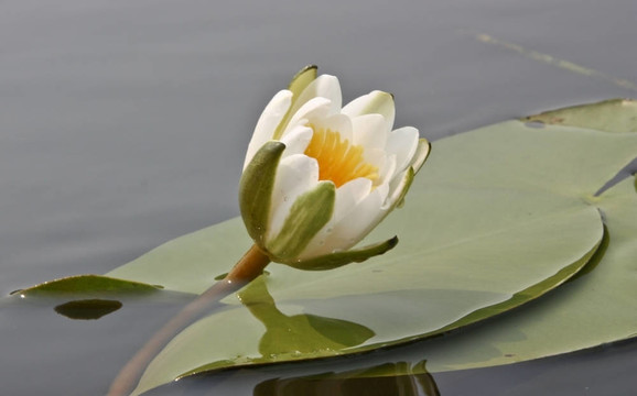 睡蓮；睡蓮（Nymphaea）