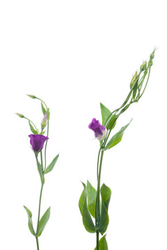 美麗的紫色花