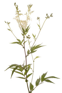 蚊子草