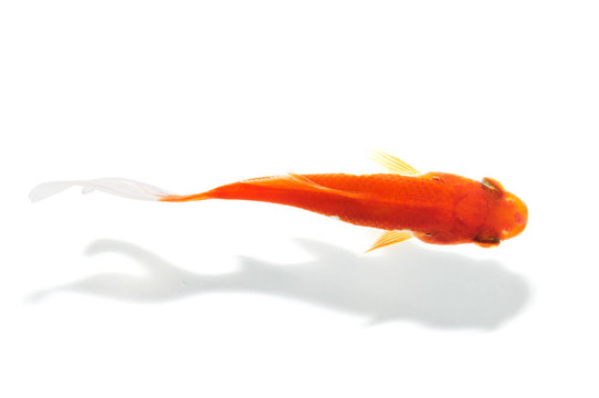 金魚