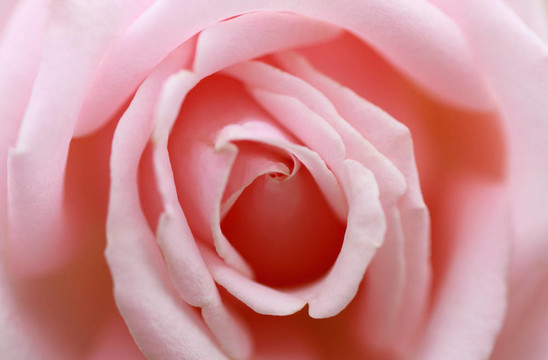 Pink Rose