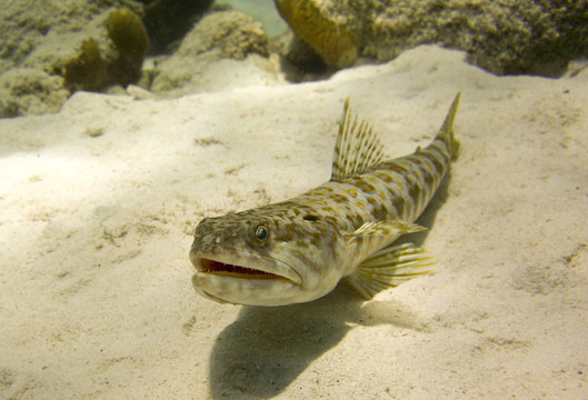 砂潛水魚(yú)（狗母魚(yú)中間）