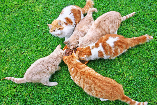 貓食