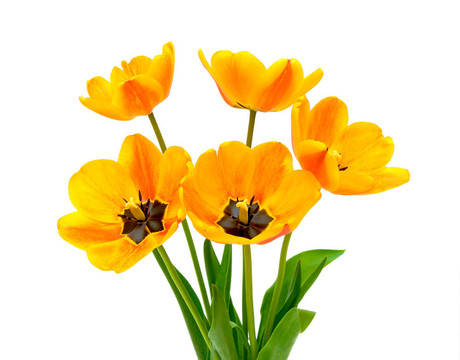 白色背景上的郁金香花束
