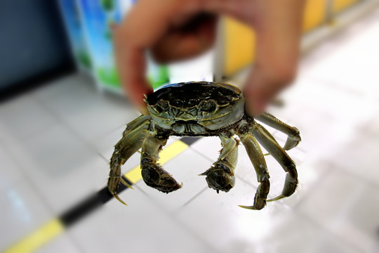 大閘蟹 陽(yáng)澄湖大閘蟹