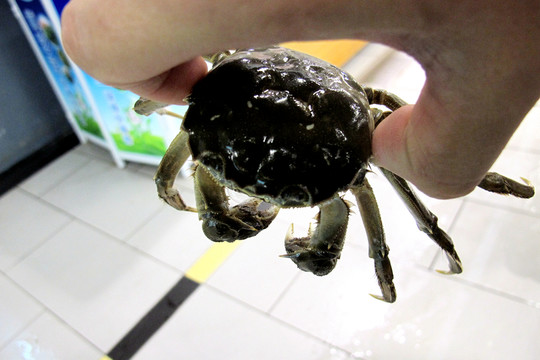 大閘蟹 陽澄湖大閘蟹