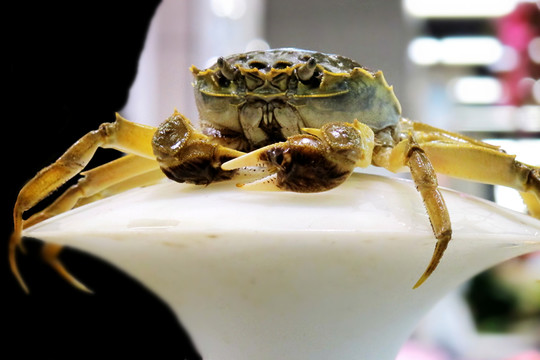 大閘蟹 陽澄湖大閘蟹