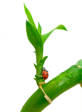 綠色植物和瓢蟲