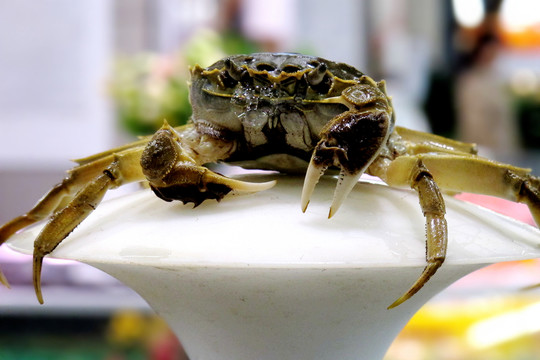 大閘蟹 陽澄湖大閘蟹