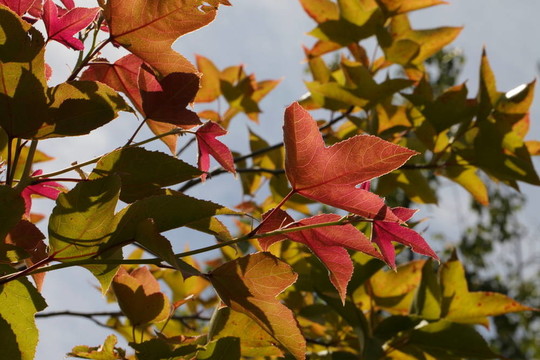 紅黃橙綠楓葉在立秋