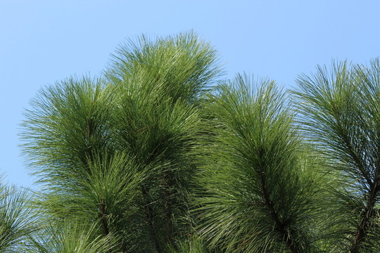 松樹 松針 藍天