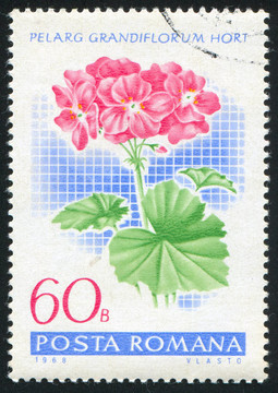 圖章藝術(shù)電子郵件天竺葵