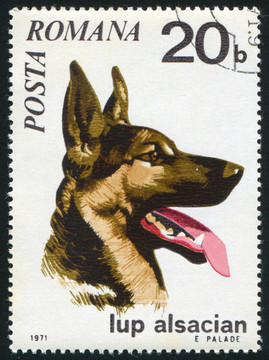 德國牧羊犬
