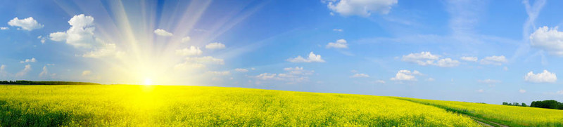 以上rapefield日出的春天。