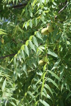 樹(shù)上核桃