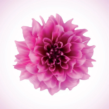 菊花。