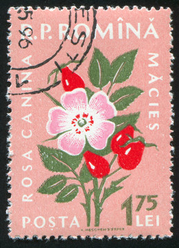 狗薔薇