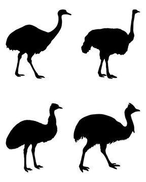 平胸鳥(niǎo)的世界