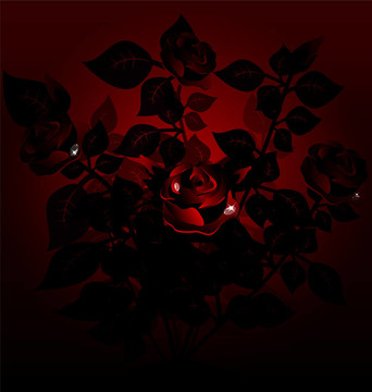玫瑰black bush