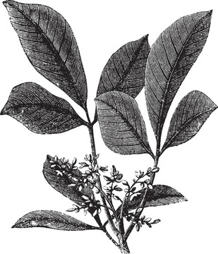 siphonia彈性或彈性膠樹復(fù)古雕刻