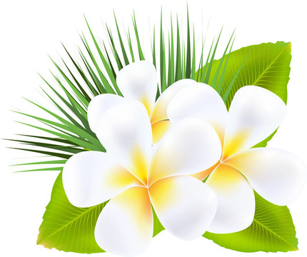 雞蛋花