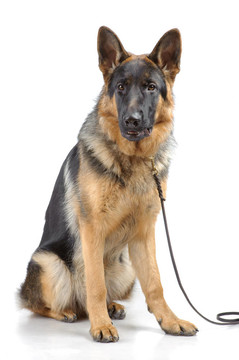 德國牧羊犬坐