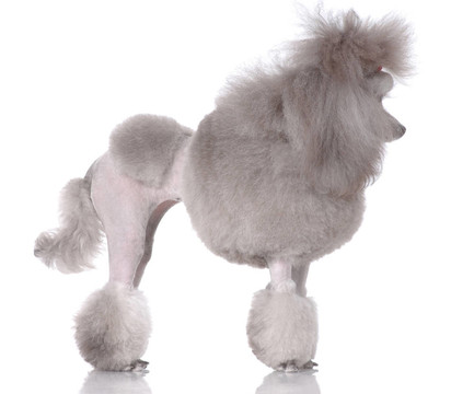 像獅子狗