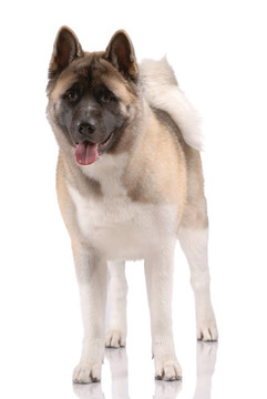 美國秋田犬