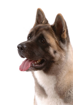美國(guó)秋田犬