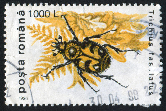 Trichius對